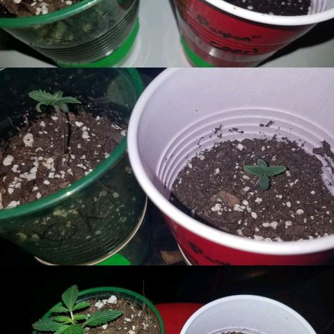 Unknown strain growlog photo: 🌱🔥