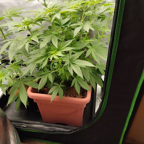 White Gorilla growlog timeline photo