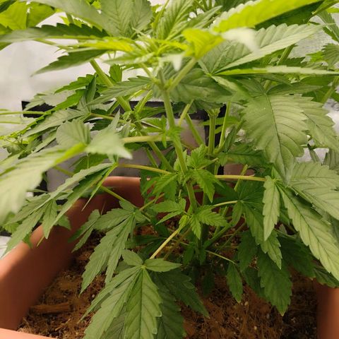 White Gorilla growlog timeline photo