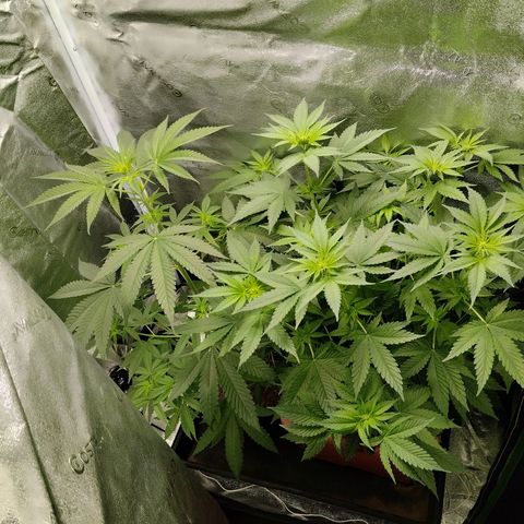 White Gorilla growlog photo: Ya doblo su tamaño en altura 