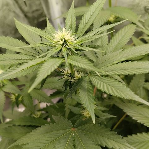 White Gorilla growlog timeline photo