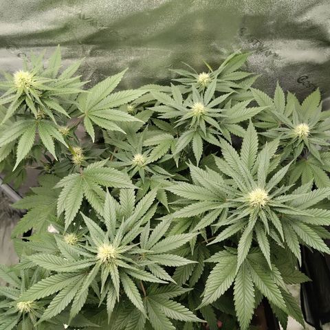 White Gorilla growlog timeline photo