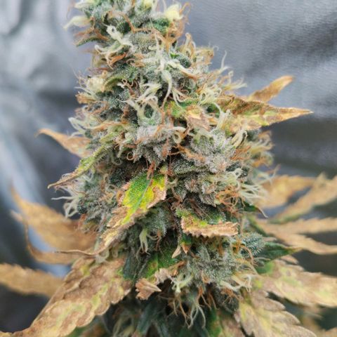 White Gorilla growlog timeline photo