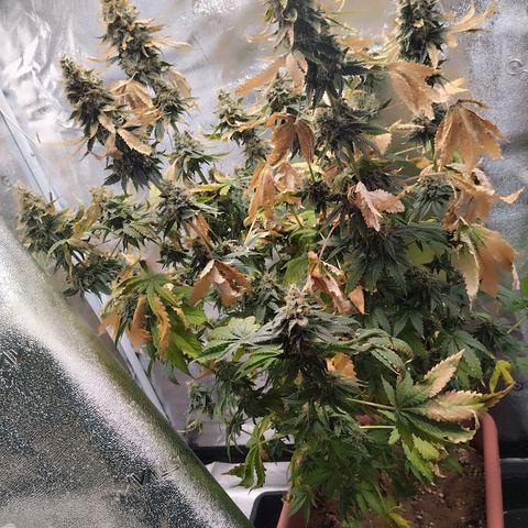 White Gorilla growlog timeline photo