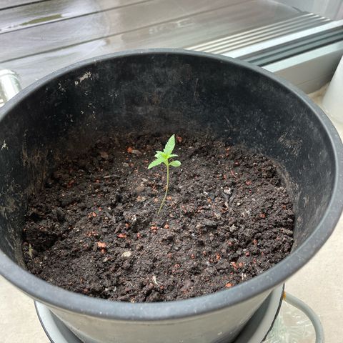 Mimosa Automatic growlog timeline photo