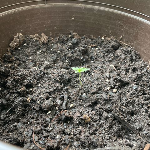 Epsilon growlog timeline photo