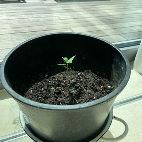 Mimosa Automatic growlog timeline photo