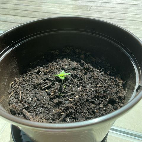 Epsilon growlog timeline photo
