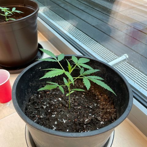 Epsilon growlog timeline photo