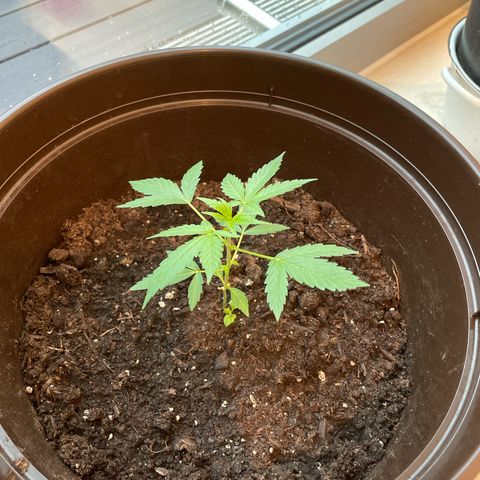 Mimosa Automatic growlog timeline photo
