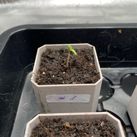 Fat Banana Automatic #1 growlog photo