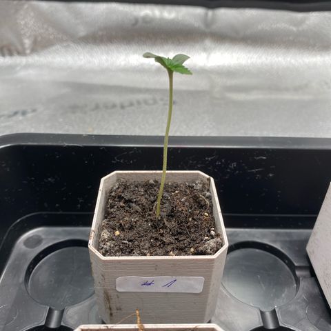 Fat Banana Automatic #1 growlog photo