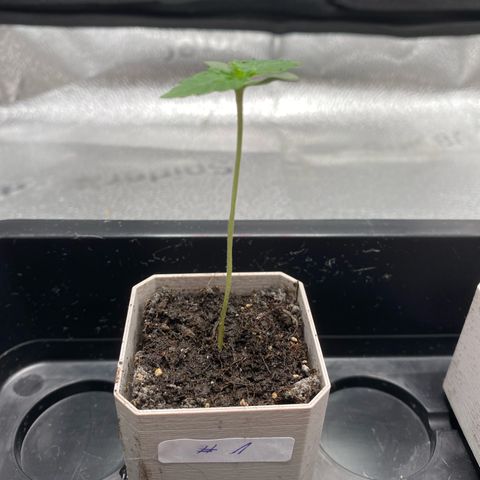 Fat Banana Automatic #1 growlog photo