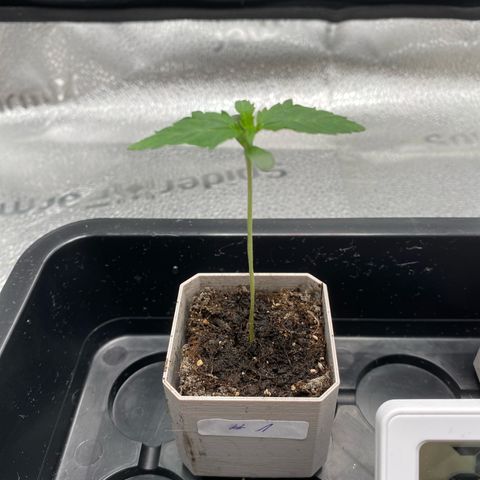 Fat Banana Automatic #1 growlog timeline photo