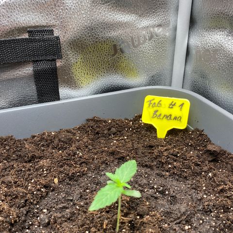 Fat Banana Automatic #1 growlog photo