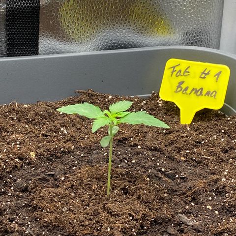 Fat Banana Automatic #1 growlog timeline photo