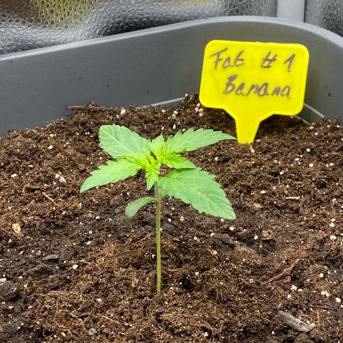 Fat Banana Automatic #1 growlog timeline photo