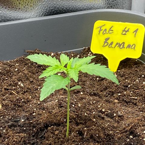 Fat Banana Automatic #1 growlog timeline photo