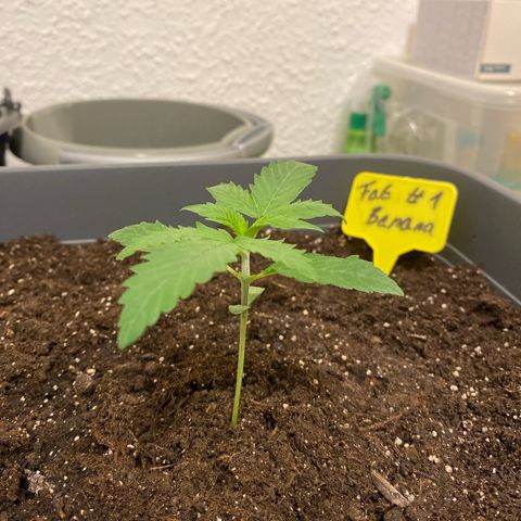 Fat Banana Automatic #1 growlog photo: Before topping