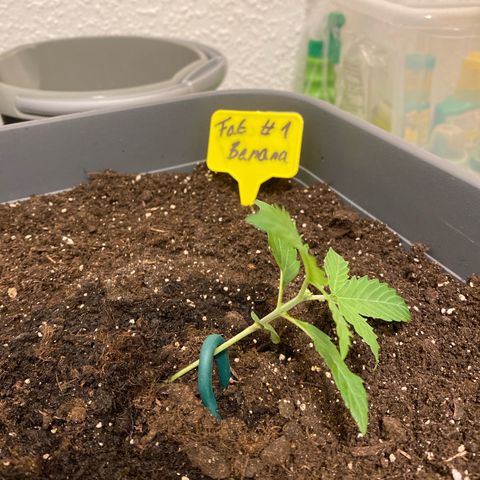 Fat Banana Automatic #1 growlog photo: After topping&lst