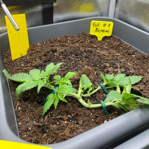 Fat Banana Automatic #1 growlog timeline photo