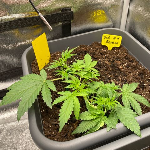 Fat Banana Automatic #1 growlog timeline photo
