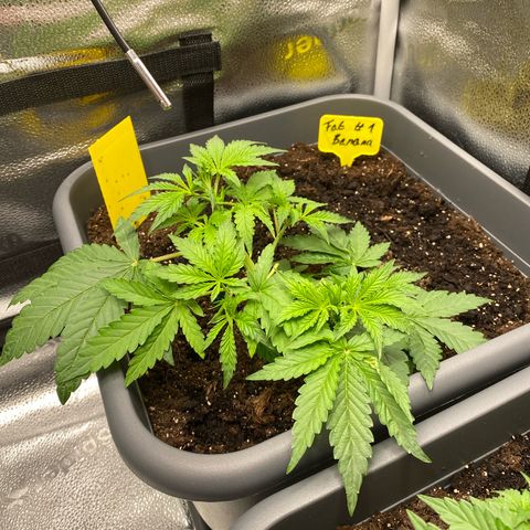 Fat Banana Automatic #1 growlog timeline photo
