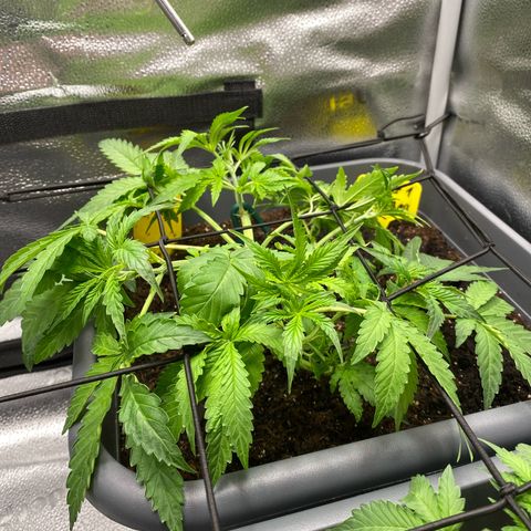 Fat Banana Automatic #1 growlog timeline photo