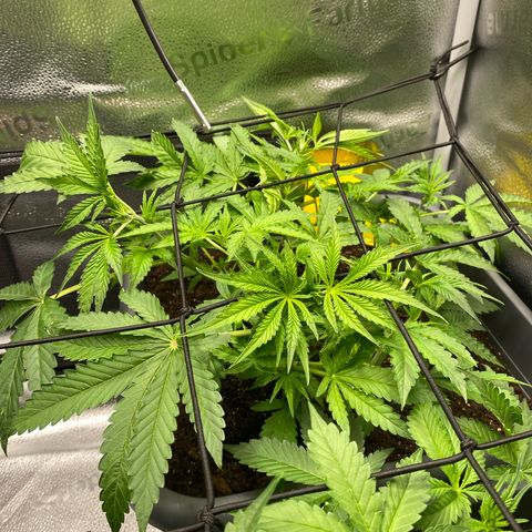 Fat Banana Automatic #1 growlog timeline photo