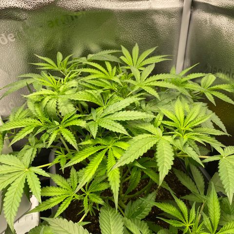 Fat Banana Automatic #1 growlog timeline photo
