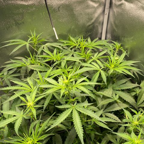 Fat Banana Automatic #1 growlog timeline photo