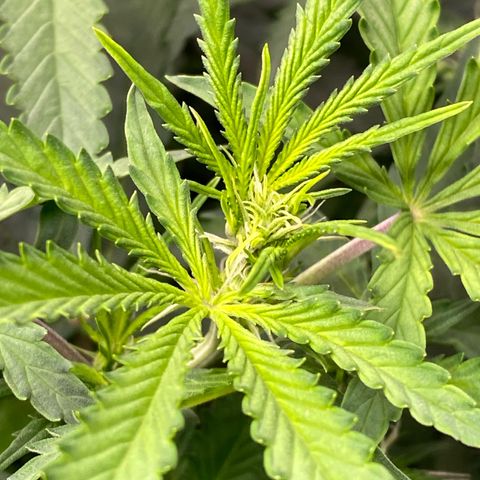 Fat Banana Automatic #1 growlog timeline photo