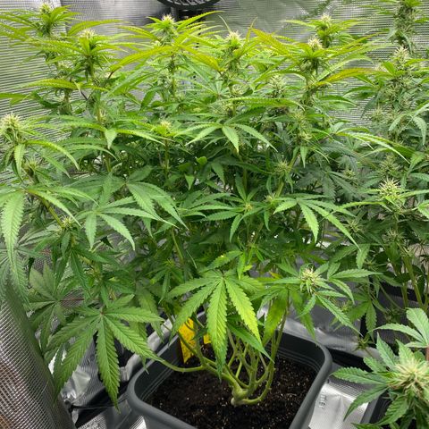 Fat Banana Automatic #1 growlog timeline photo