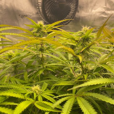 Fat Banana Automatic #1 growlog timeline photo