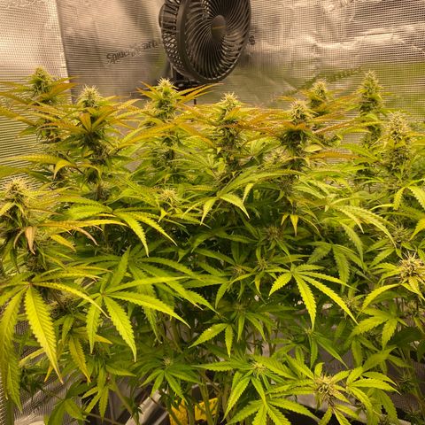 Fat Banana Automatic #1 growlog timeline photo