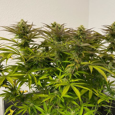 Fat Banana Automatic #1 growlog timeline photo