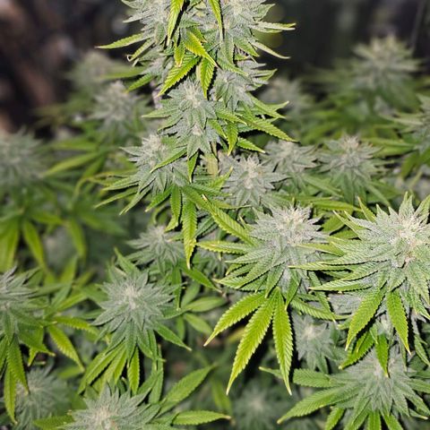 Pineapple 🍍 muffin  growlog timeline photo