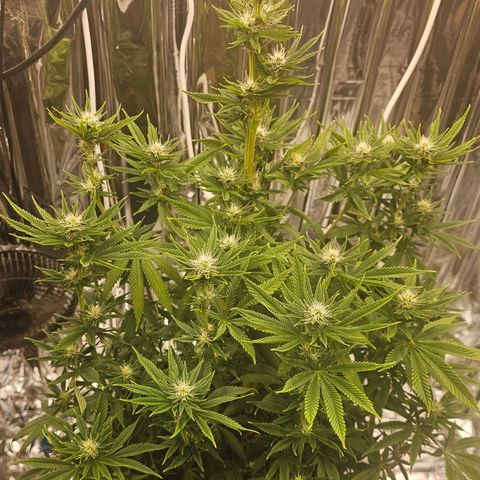 Pineapple 🍍 muffin  growlog timeline photo