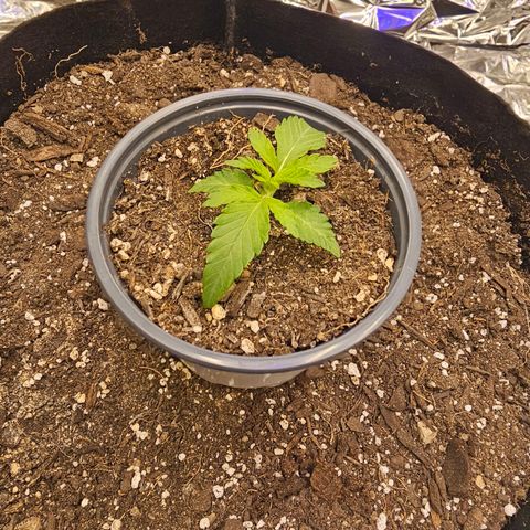 Pineapple 🍍 muffin  growlog timeline photo