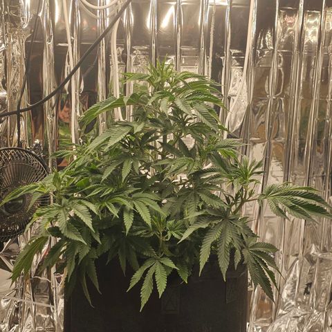 Pineapple 🍍 muffin  growlog timeline photo