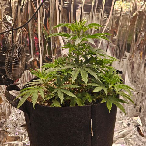 Pineapple 🍍 muffin  growlog timeline photo