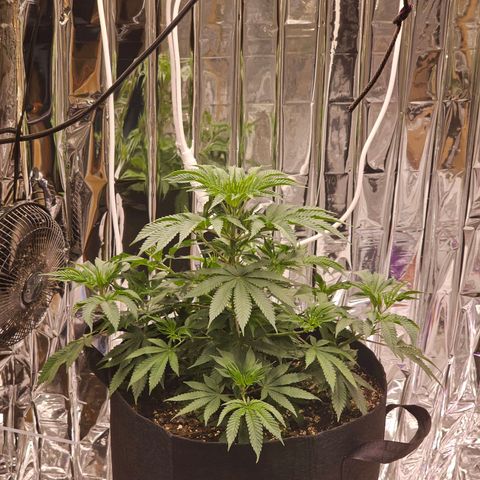 Pineapple 🍍 muffin  growlog timeline photo