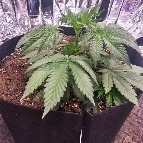 Pineapple 🍍 muffin  growlog timeline photo