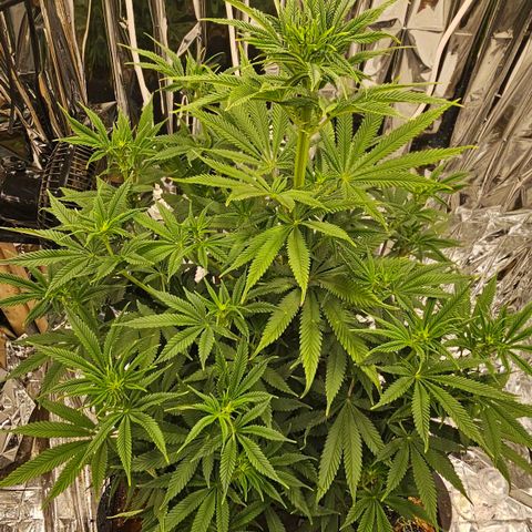 Pineapple 🍍 muffin  growlog timeline photo