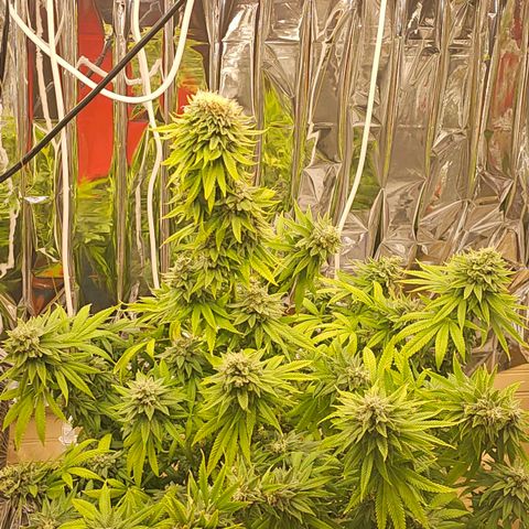 Pineapple 🍍 muffin  growlog timeline photo