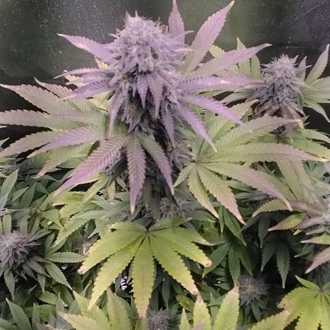 1st Grow/Cream Mandarine F1 growlog timeline photo