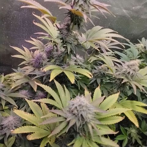 1st Grow/Cream Mandarine F1 growlog timeline photo