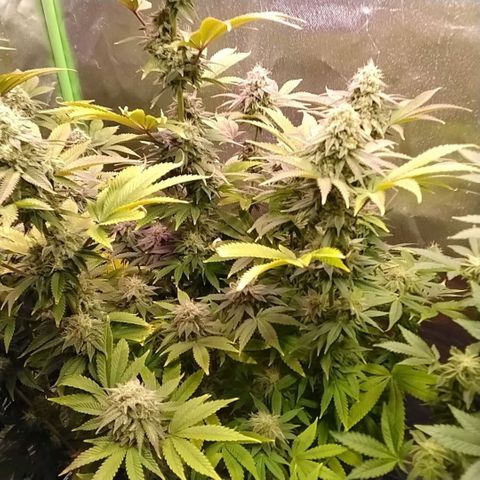 1st Grow/Cream Mandarine F1 growlog timeline photo