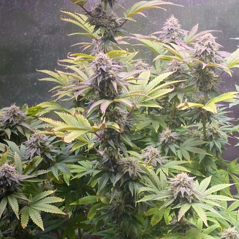1st Grow/Cream Mandarine F1 growlog timeline photo