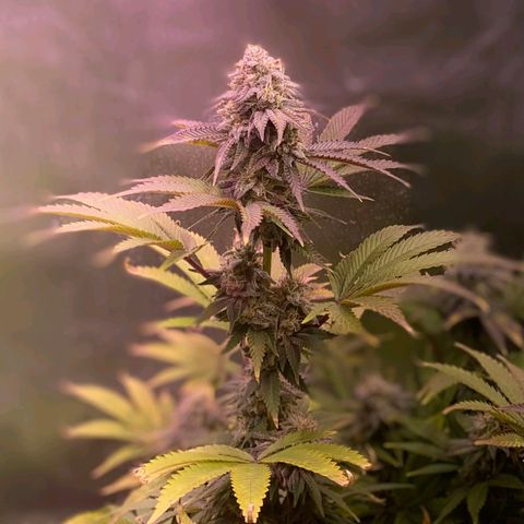 1st Grow/Cream Mandarine F1 growlog timeline photo